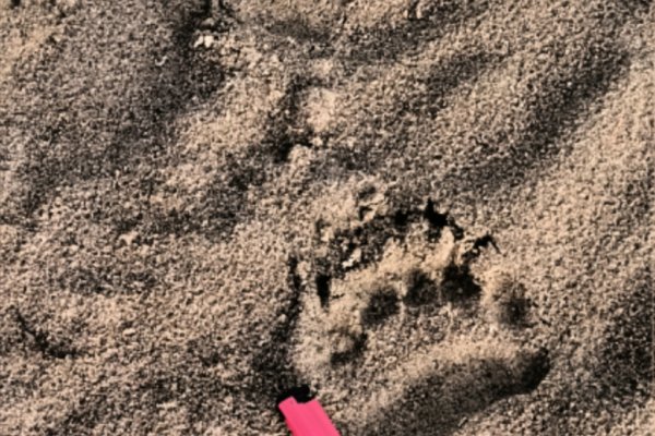 В удорском селе изменили график работы освещения из-за косолапого 