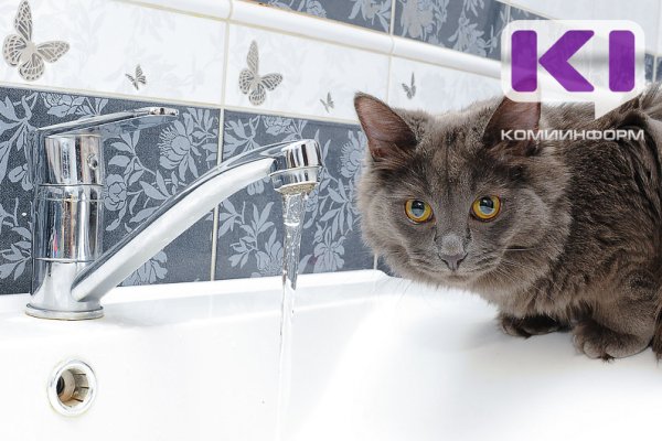 В Ухте спасали кошку, которая застряла лапой в сливе раковины 