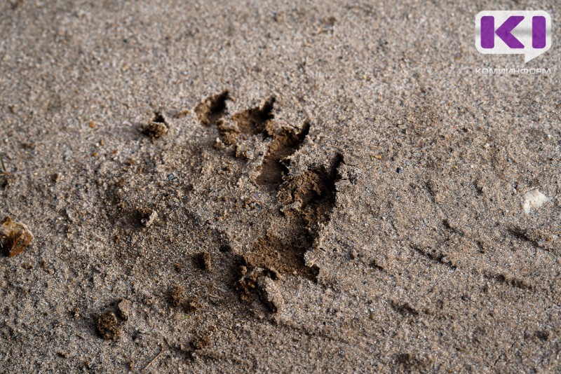 В ижемском Щельяюре в районе котельной бегает медвежонок