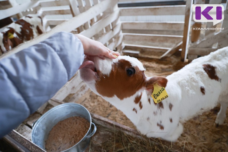 Авито Работа и Авито Услуги: ветеринары и зоотехники стали самыми высокооплачиваемыми специалистами по уходу за животными

