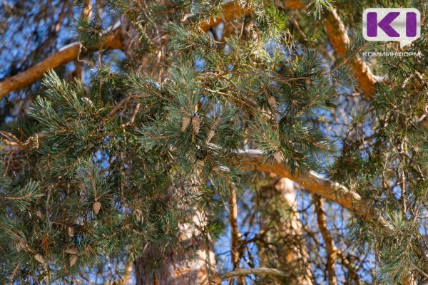 В Коми созданы первые охранные зоны для памятников природы