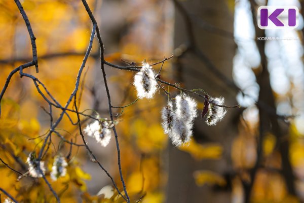 Погода в Коми 25 октября: небольшой дождь, южный ветер