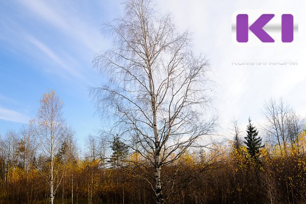 Погода в Коми 26 октября: днем +1...+6°С, на севере сильный ветер