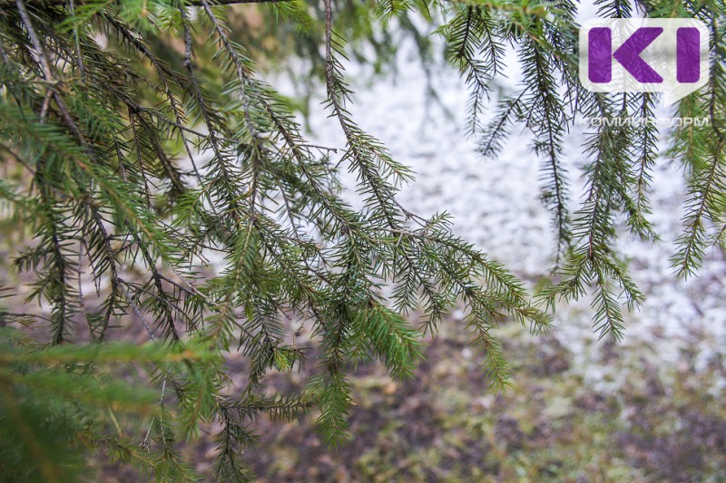 Ноябрь в Коми будет теплее обычного