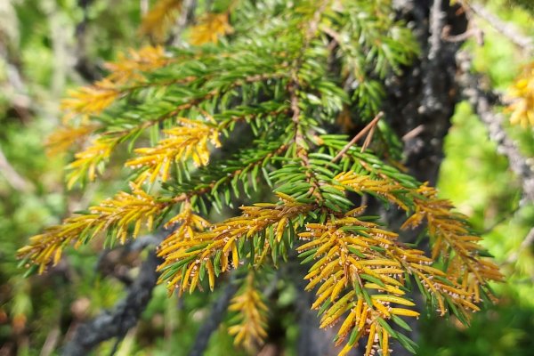 Ржавчина на ели: почему в лесах Коми появились оранжевые кроны 