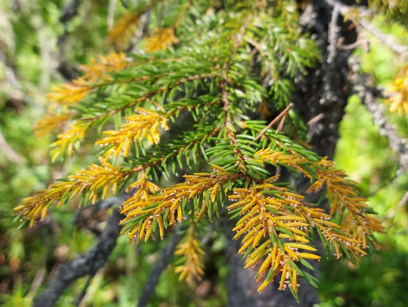 Ржавчина на ели: почему в лесах Коми появились оранжевые кроны 
