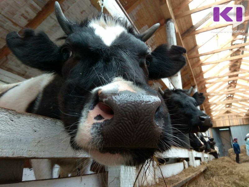 В Прилузском районе введен карантин по лейкозу крупного рогатого скота