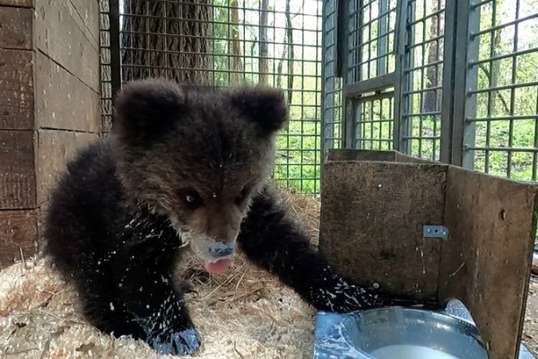 Медвежонок из Коми Кира задерживается в Тверском центре спасения медвежат-сирот