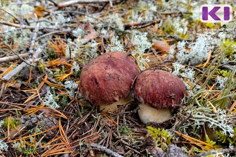 Боровики удивили, а грузди – огорчили: ученый-миколог подвел итоги грибного сезона-2025 в Коми