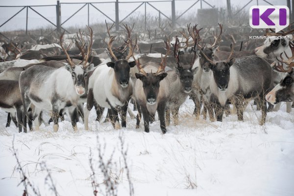 В Коми началась заготовка мяса в оленеводческих хозяйствах

