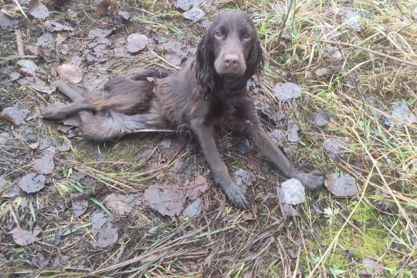 В Удорском районе полицейские проводят проверку по факту жестокого обращения с животными