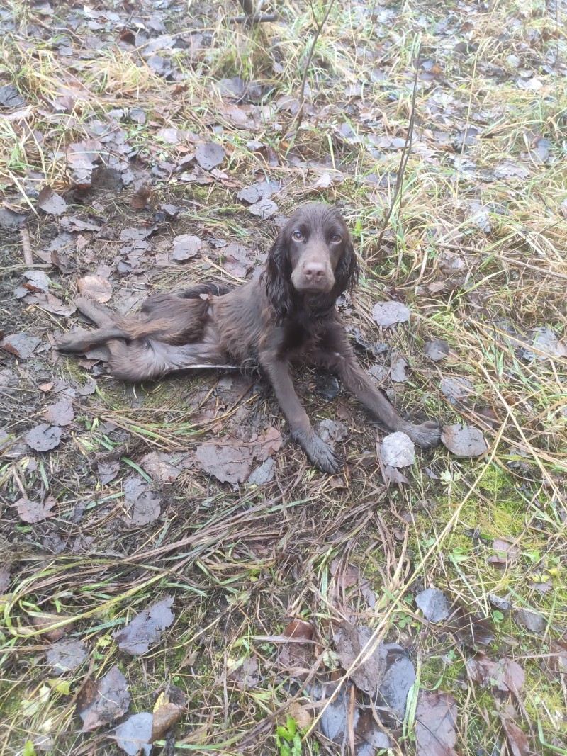 В Удорском районе полицейские проводят проверку по факту жестокого обращения с животными