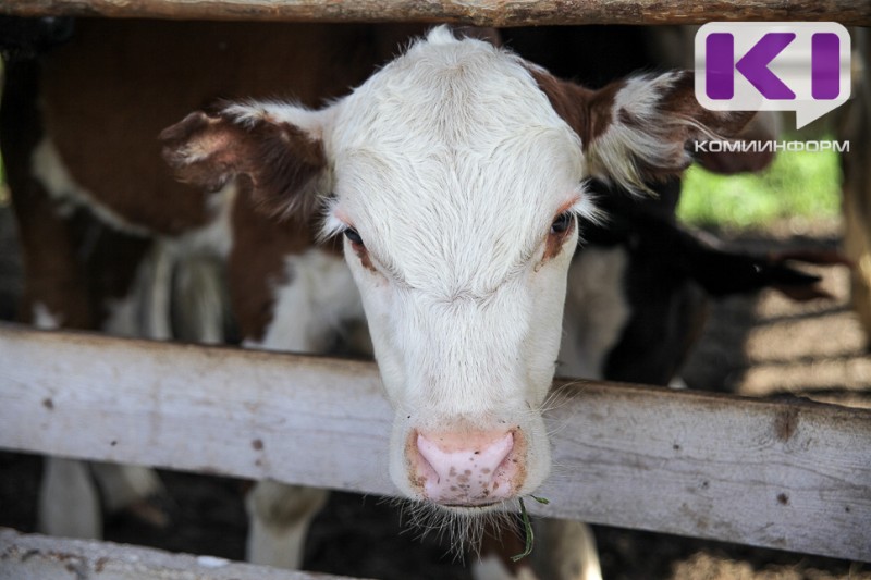 Генетический потенциал: в Коми улучшат племенное стадо с помощью новой формы господдержки