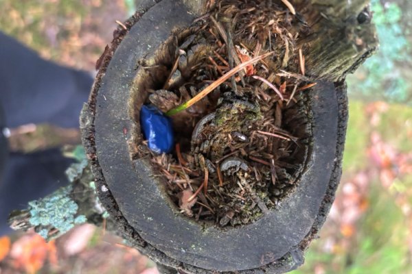 Полицейские задержали сыктывкарца за покушение на сбыт наркотиков в крупном размере