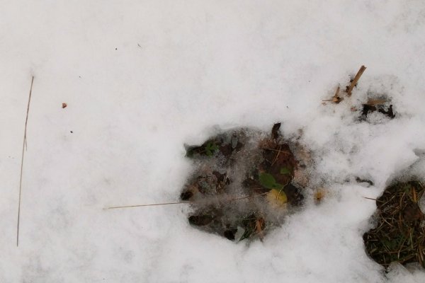 Вокруг Аджерома в Корткеросском районе ходит медведь