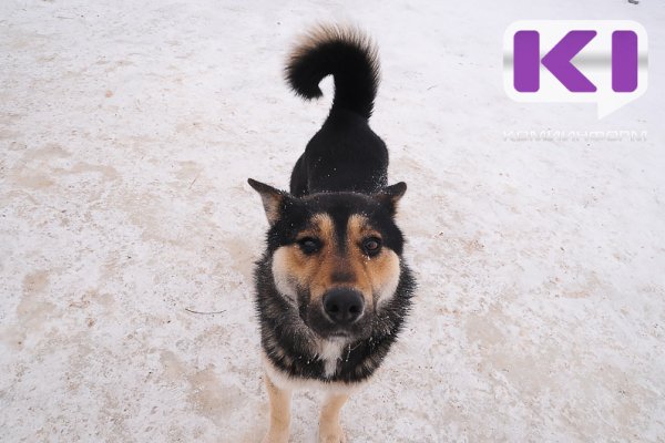 С начала года администрация Эжвы выплатила свыше 200 тыс. рублей морального вреда детям, пострадавшим от укусов безнадзорных собак