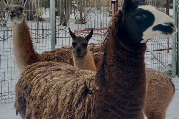 В сыктывкарском зоопарке в семье лам родился малыш
