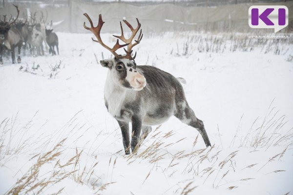 Субсидию на закуп мяса для частных оленеводов в Коми планируют восстановить 

