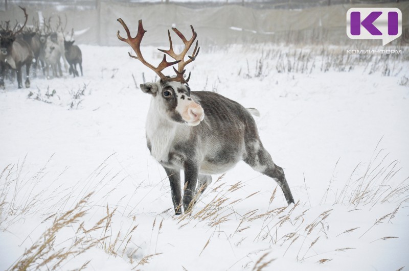 Субсидию на закуп мяса для частных оленеводов в Коми планируют восстановить 
