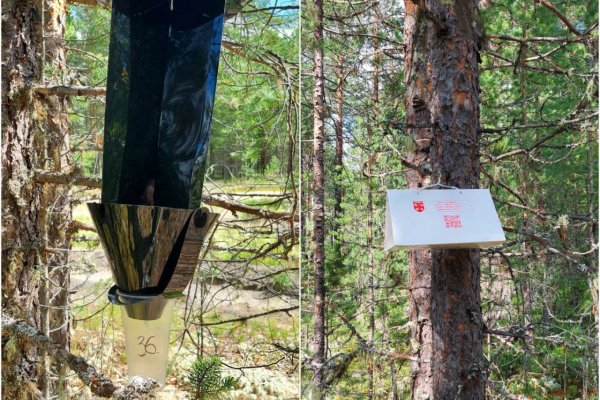 В Коми установлены четыре новые карантинные зоны по сибирскому шелкопряду и 7 - по усачам