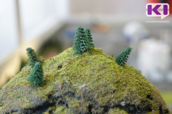 Новогодние ели в лесах Коми стали дороже 