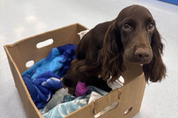 Спаниель со сломанным позвоночником из Коми пошел на поправку