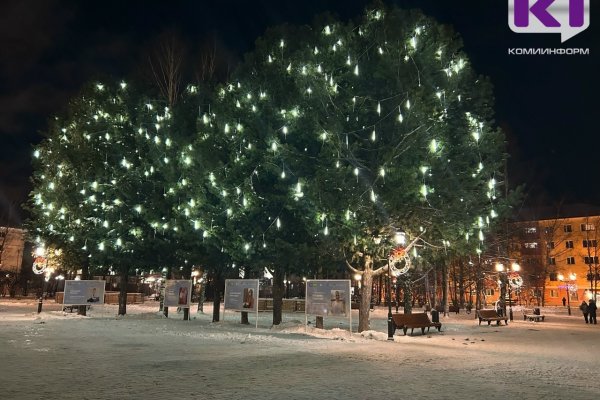 Кедры на аллее у Стефановской площади в Сыктывкаре 