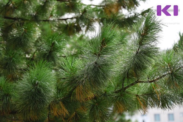 Вынесен приговор по уголовному делу о незаконной рубке краснокнижных кедров в Печорском районе