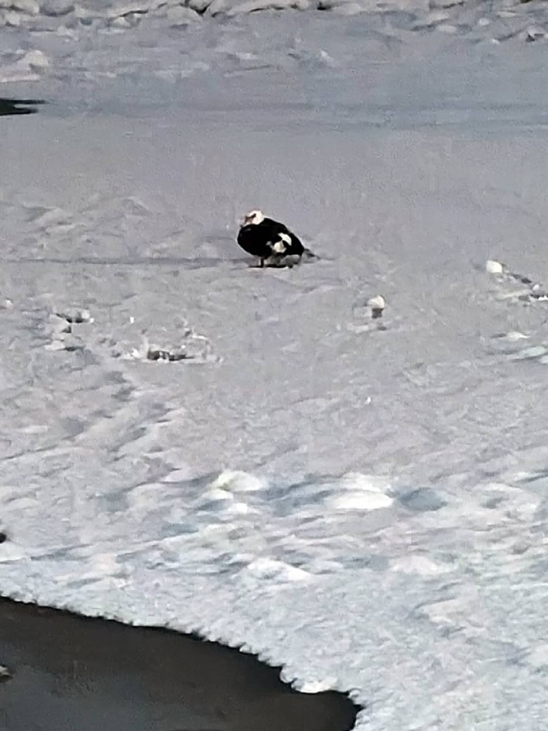 Индоутка из Южной Америки навестила сородичей на сыктывкарской набережной 