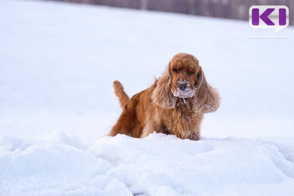 В Княжпогостском районе 7-летней девочке, пострадавшей от укуса соседской собаки, будет выплачена компенсация морального вреда