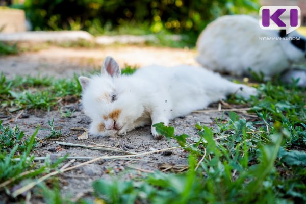 В Госдуме анонсировали введение обязательной регистрации собак и кошек