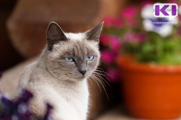 В Госдуму внесли законопроект о контроле разведения домашних животных