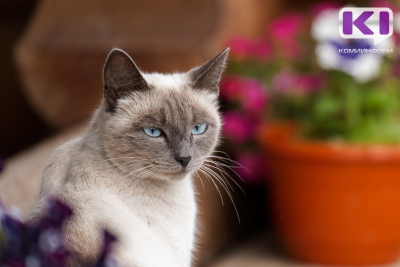 В Госдуму внесли законопроект о контроле разведения домашних животных