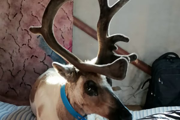 Ветеринары Коми прививают в тундре оленей от смертельной болезни