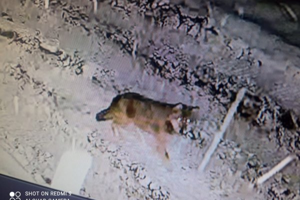 В Объячево и Ношуль пришли волки 