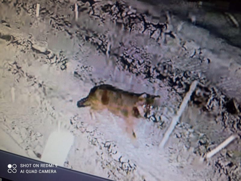 В Объячево и Ношуль пришли волки 