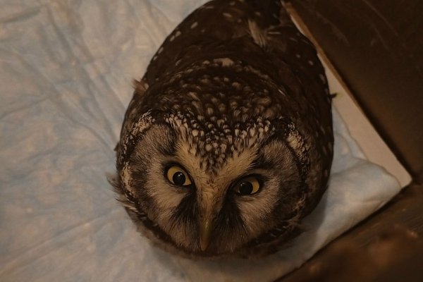 Мохноногий сыч врезался в окно в Сыктывкаре 