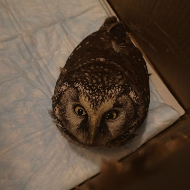 Мохноногий сыч врезался в окно в Сыктывкаре 