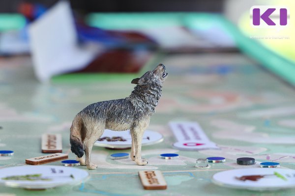 Оснований для регулирования численности волков в Прилузском районе нет - Минприроды Коми