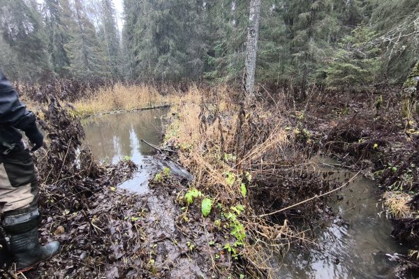 Численность глухарей в заповедных лесах Коми увеличилась в 1,5 раза