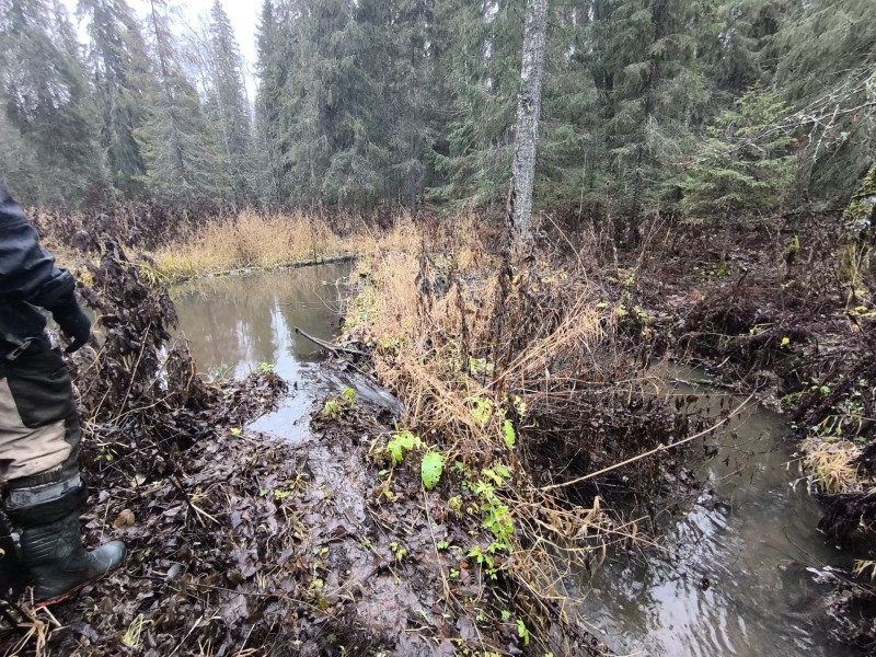 Численность глухарей в заповедных лесах Коми увеличилась в 1,5 раза