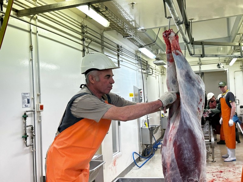 Агрокомплекс "Инта Приполярная" ведет убойную кампанию северных оленей