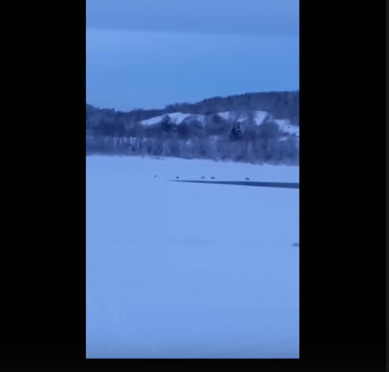 В Емву пришли волки 