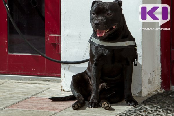 В Усинске с владельца питбулей взыскали в пользу пострадавшей от их нападения девочки компенсацию морального вреда

