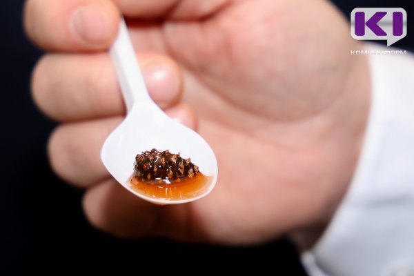 Морошковая клюква и суперчай: как китайская мудрость и господдержка помогли открыть в Коми цех по переработке дикоросов