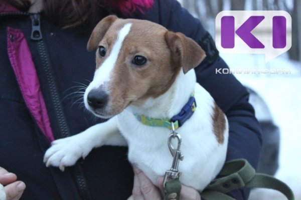 В период новогодних каникул на территории Коми будет организовано дежурство ветеринаров

