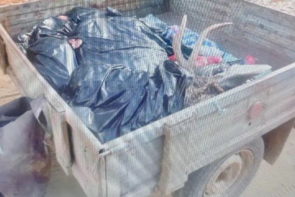 Москвич в Койгородском районе незаконно добыл лося