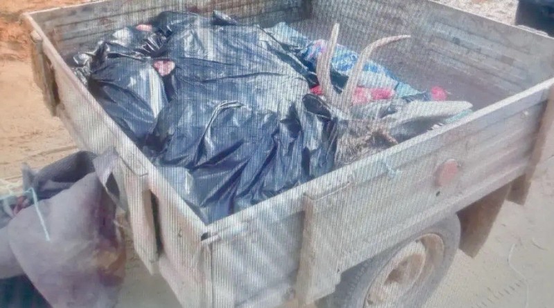 Москвич в Койгородском районе незаконно добыл лося