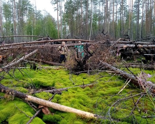 В Коми завершили масштабный мониторинг земель для восстановления лесов