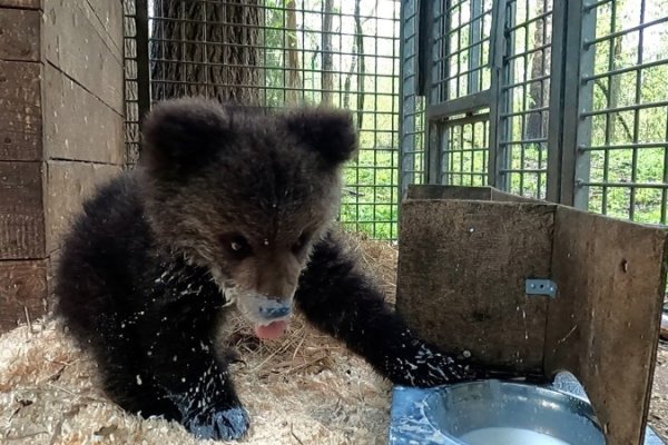 Медвежонок из Коми Кира осталась зимовать в Тверском центре спасения медвежат-сирот
